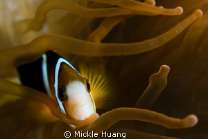 I AM INNOCENT TWO
Clark's anemonefish
Dumaguette the Ph... by Mickle Huang 
